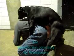 Sexy fellow receives fucked right into an asshole by his dog in the street
